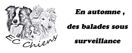 EC Chiens, article en automne, des balades sous surveillance. Attention aux dangers de l'automne