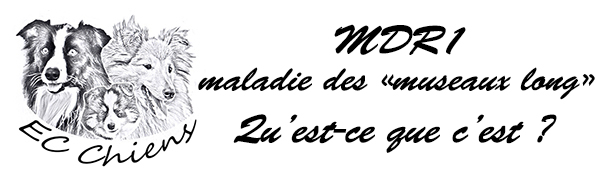 MDR1 ; chien de berger ; vermifuge ; educateur canin ; veterinaire ; test mdr1 ; glycoproteine P ; MDR1 ADN ; accueillir chiot ; dresser chien ; doubs 25 ; haute saone 70 - territoire de belfort 90 ; franche comte