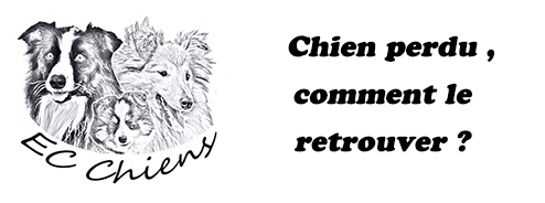 Chiens perdu ; retrouver chien ; chien disparu ; application chien perdu; site pour chien perdu ; recherche chien perdu ; comment retrouver son chien perdu ; le chien perdu ; retrouver un chien pucé ; retrouver un chien perdu ; comportement chien perdu