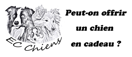 EC Chiens ; peut on offrir un chien en cadeau. Ou trouver un chien à offrir. Offrir un chien en surprise. Offrir un chien a noel ou offrir un chien à noël