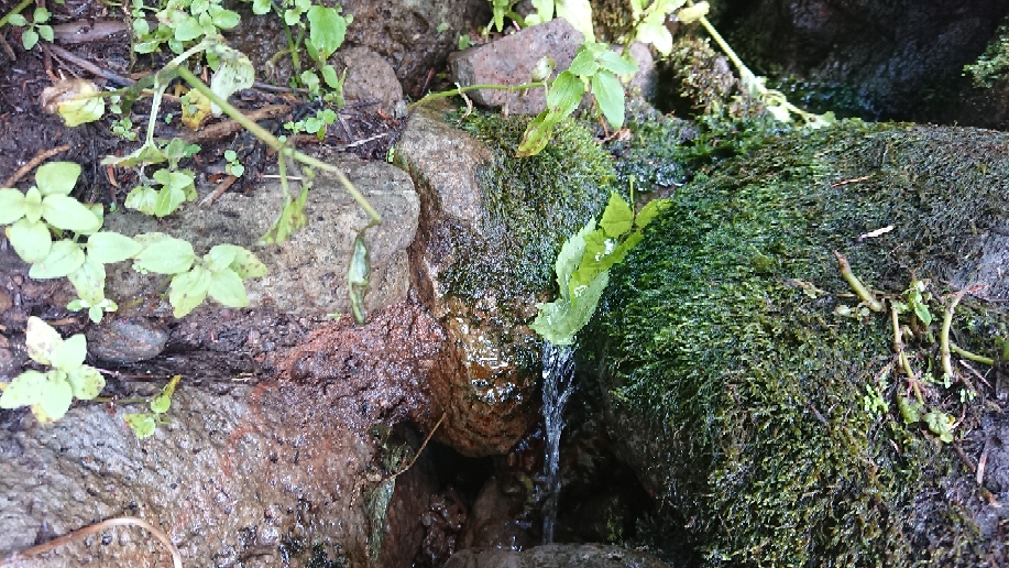 Eine Quelle, mit der "leaf method" kommt das Wasser in die Flasche 