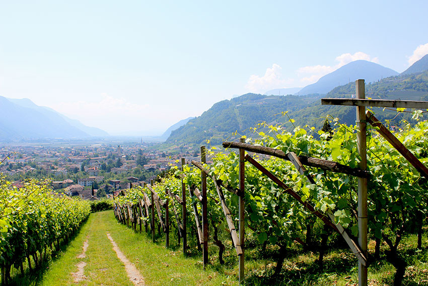 Weinanbau im Glögglkeller in Lana Südtirol Glögglkeller