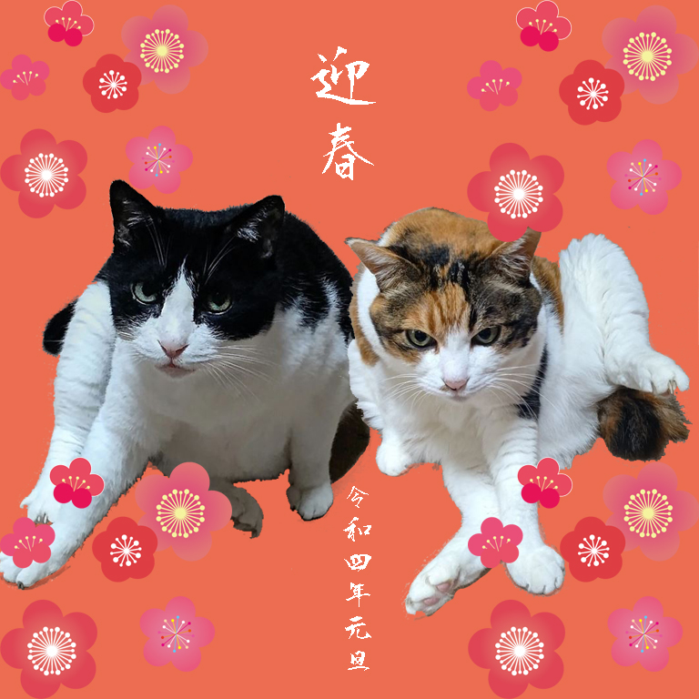猫玉園新春初売り
