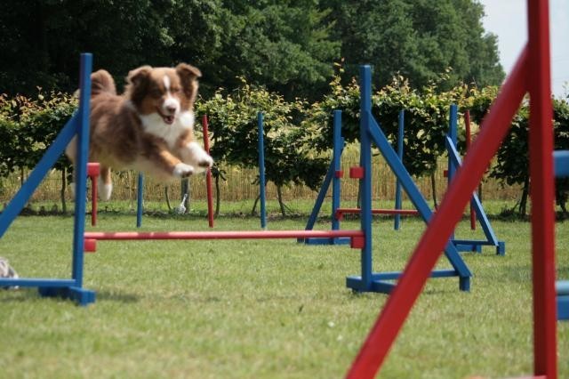 Balou Training Sprung