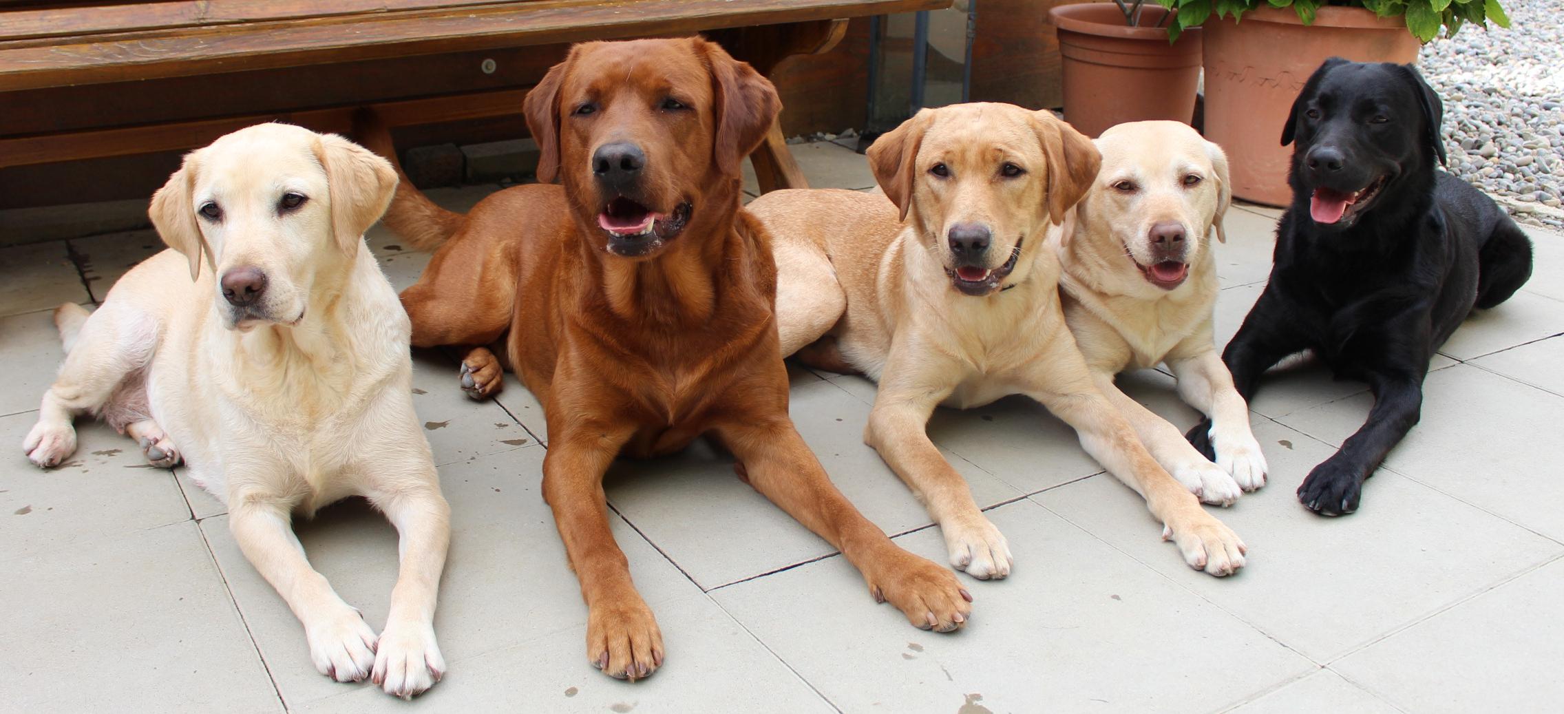 Labrador Welpen Ravensburg Labrador vom Schussental