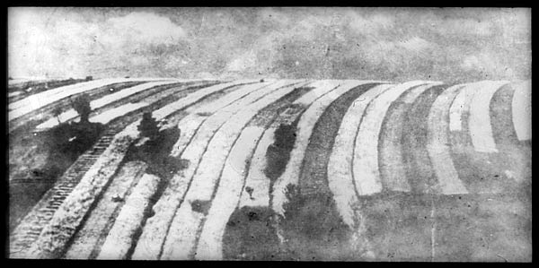 The Laxton strips ready to harvest in the 1930s