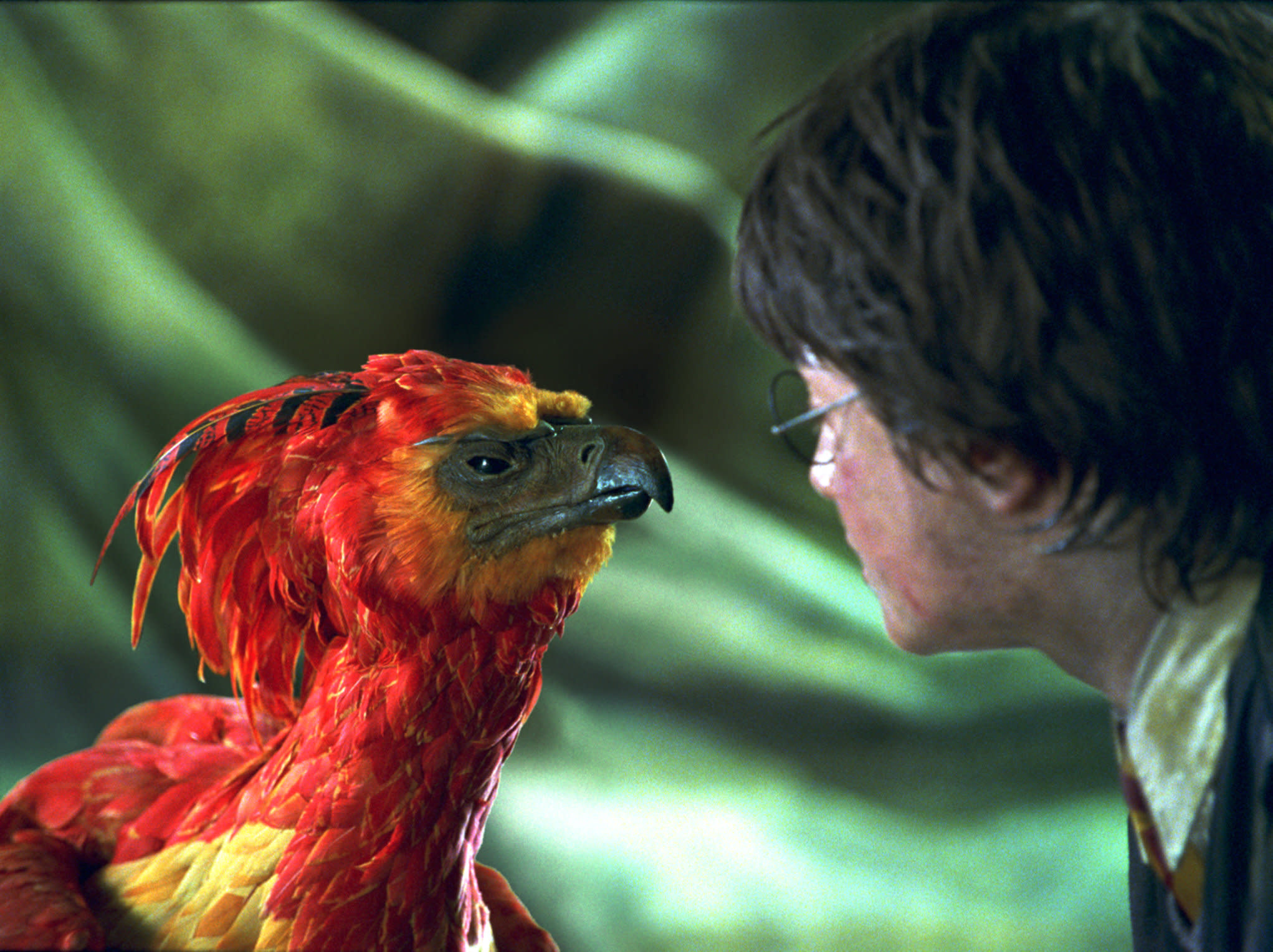 Vogel Phönix und Harry (Daniel Radcliffe) / www.wizardingworld.com