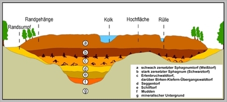 Schichtaufbau eines Hochmoores (https://www.nlwkn.niedersachsen.de)