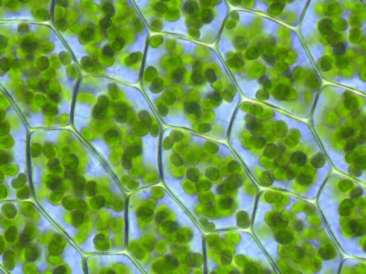 Chlorophyll - das magische Grün / www.mainstreamsmasher.wordpress.com