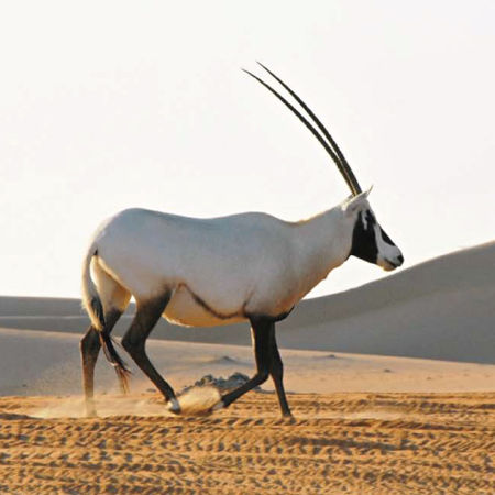 Arabischer Oryx / www.wikipedia.de