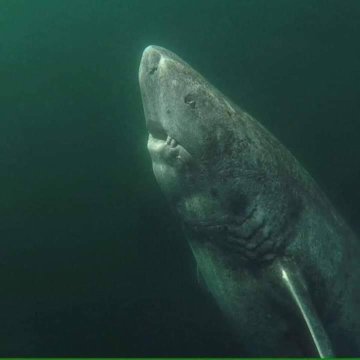 Ältester bekannter Grönlandhai (Foto: Julius Nielsen)