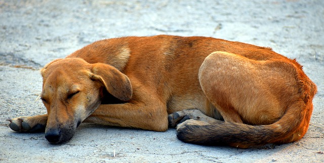 Straßenhund, Foto von Sandeep Handa / www.pixabay.com