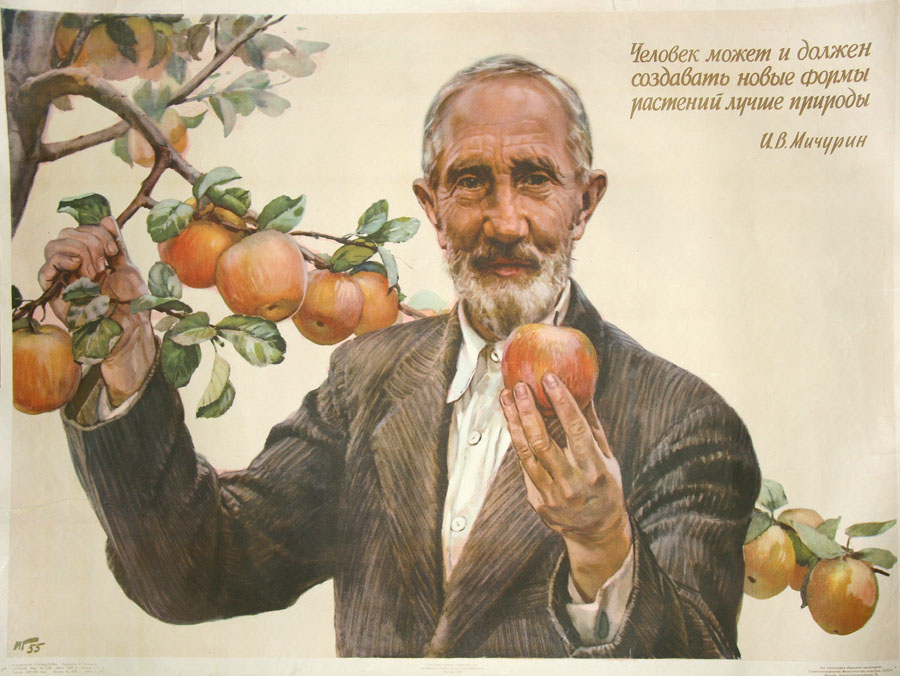20 Obstforscher Mitschurin, Poster, 1955, UdSSR