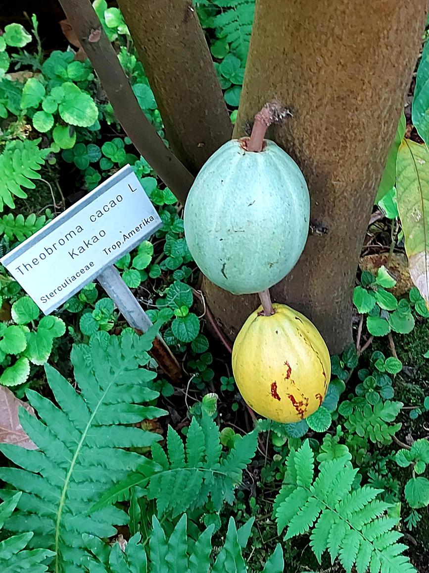 Keine vergessenen Ostereier, sondern direkt am Stamm wachsende Kakaofrüchte.