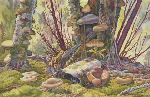 Toadstools and Fungi / Ernest Lindner, 1964