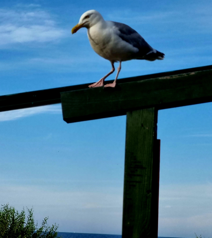 Möwe