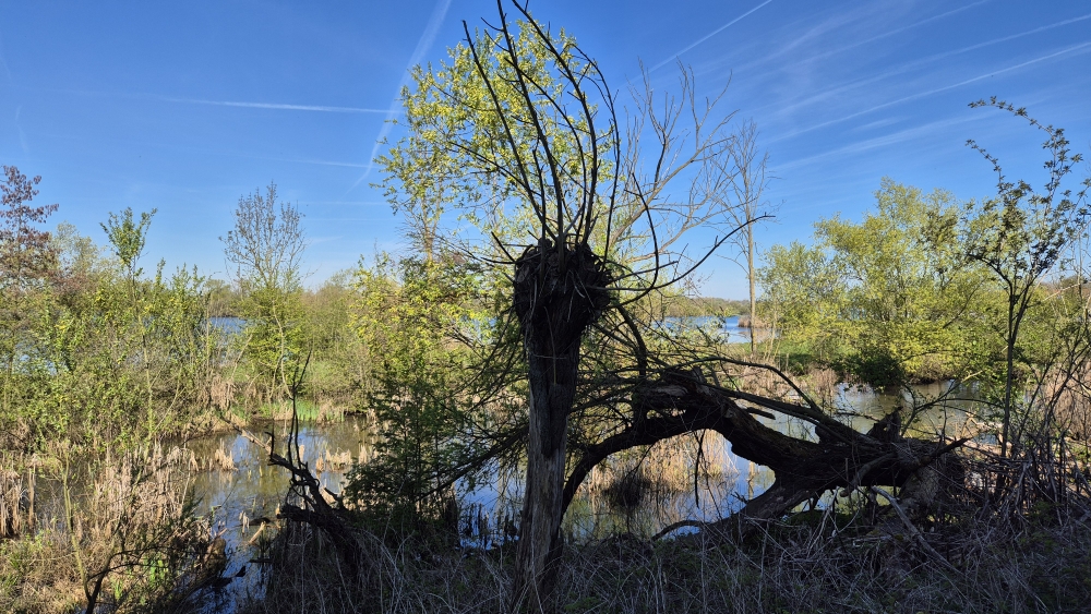 Maas bei Asselt