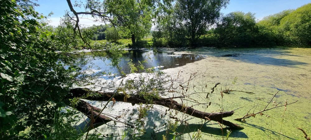 Neiße Natur