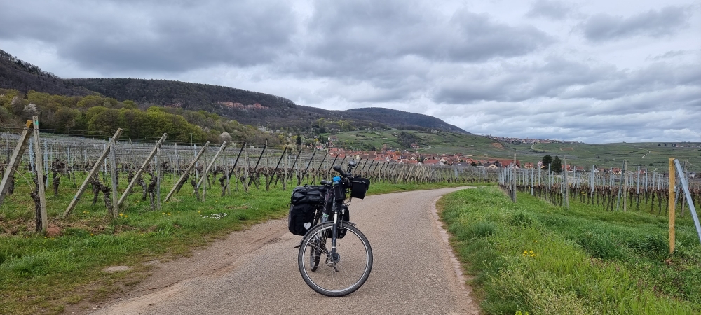 Blick zurück auf Gueberschwihr