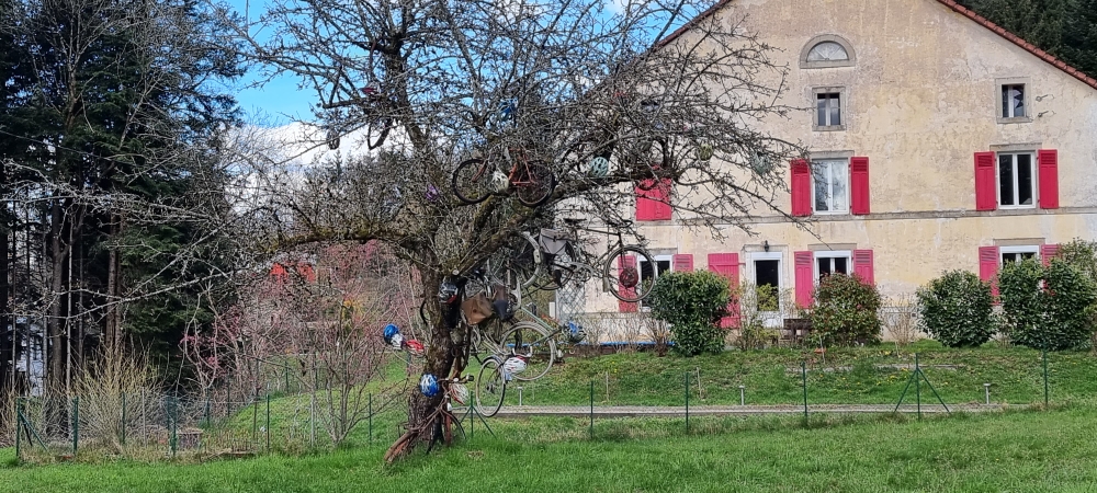 Fahrrad Baum