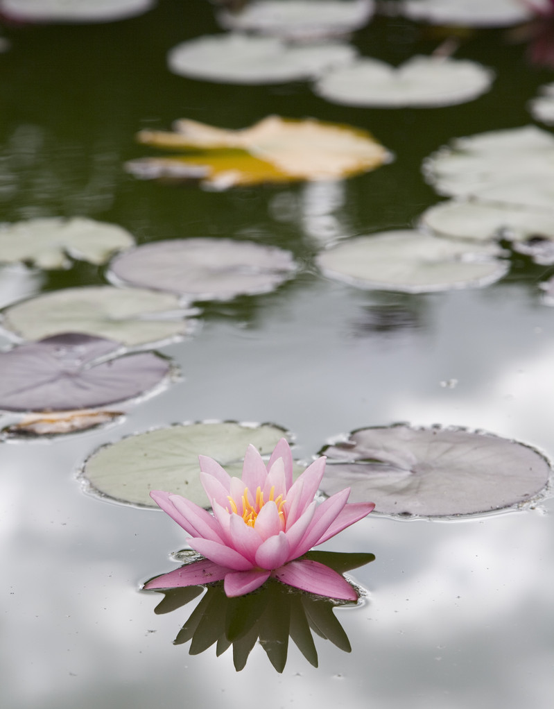 睡蓮の花 信濃病院 アルコール依存症 Shinanohospital