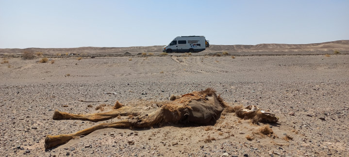 Iran 2023 - zur heißesten Zeit durch die Wüste Lut, totes Kamel