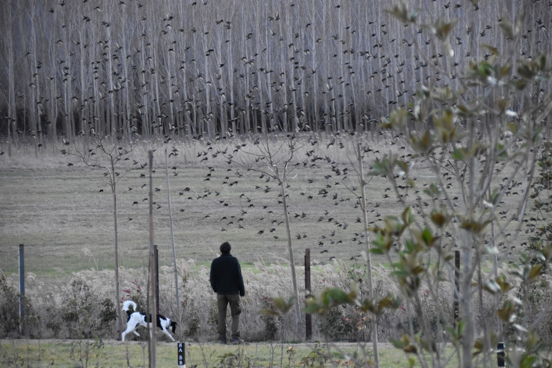 Faszinierende Vogelschwärme