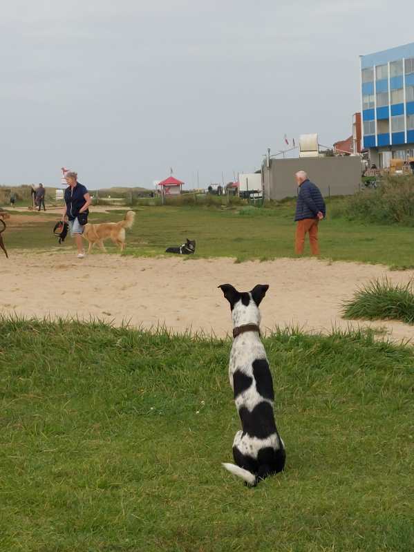 Bika beäugt noch etwas skeptisch das deutsche Hundeverhalten