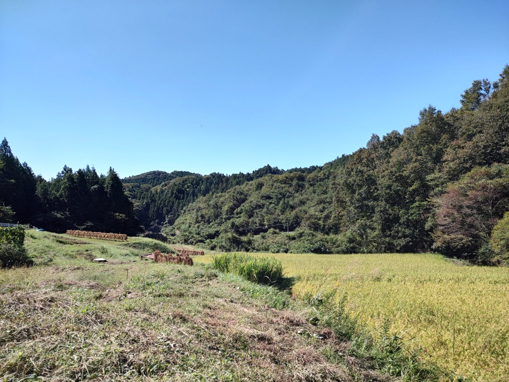 月nocoさんが管理されている自然栽培の美しい棚田🌾