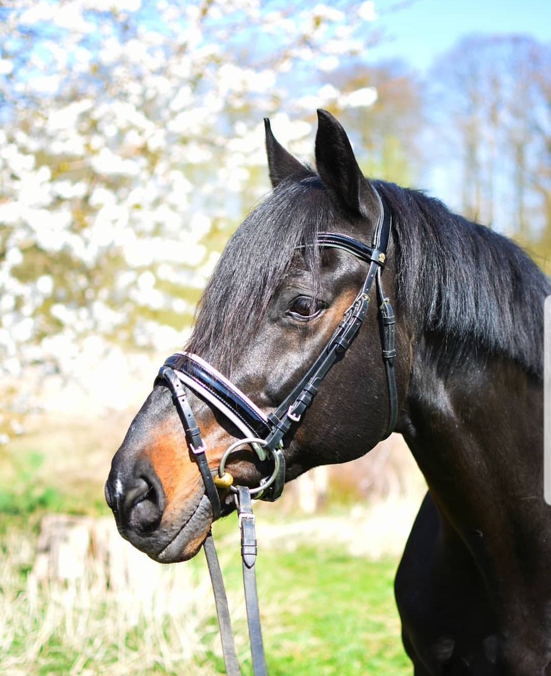 Deckhengst ZFDP Etalon aus dem Holsteiner Stamm 7126 - Exorbitant x Calypso 1