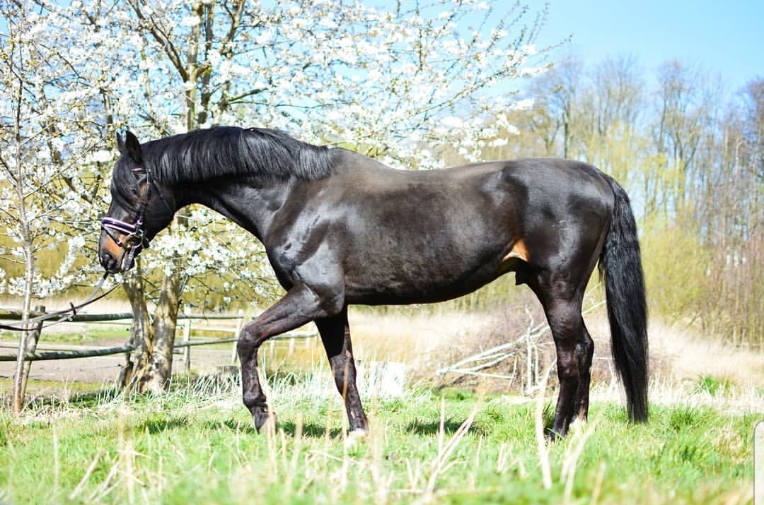 Deckhengst ZFDP Etalon aus dem Holsteiner Stamm 7126 - Exorbitant x Calypso 1