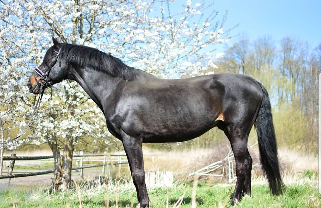 Deckhengst ZFDP Etalon aus dem Holsteiner Stamm 7126 - Exorbitant x Calypso 1
