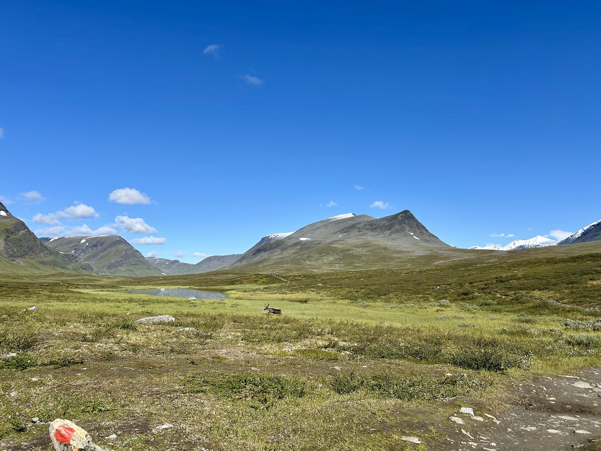 Direkt hinter der Hütte kreuzten Rentiere unseren Weg