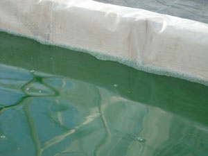 Bassin de production de spiruline