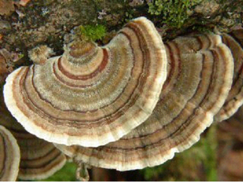 coriolus versicolor  * source : target health global (http://blog.targethealth.com/2013/03/)