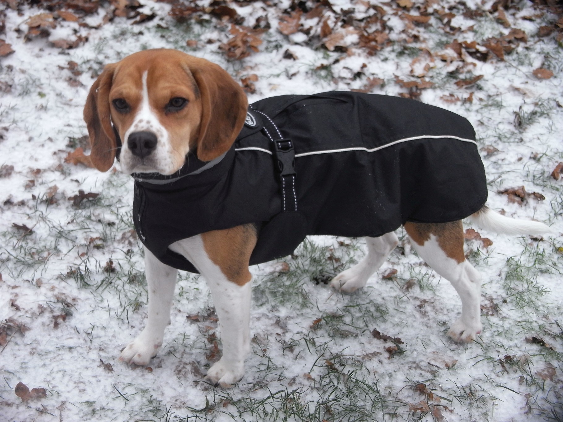 Braucht mein Hund einen Mantel? hundeschulezusammenspiels Webseite!