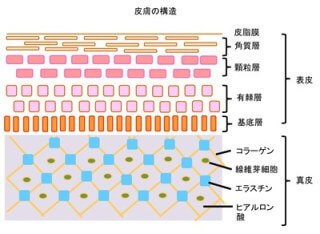 皮膚の構造