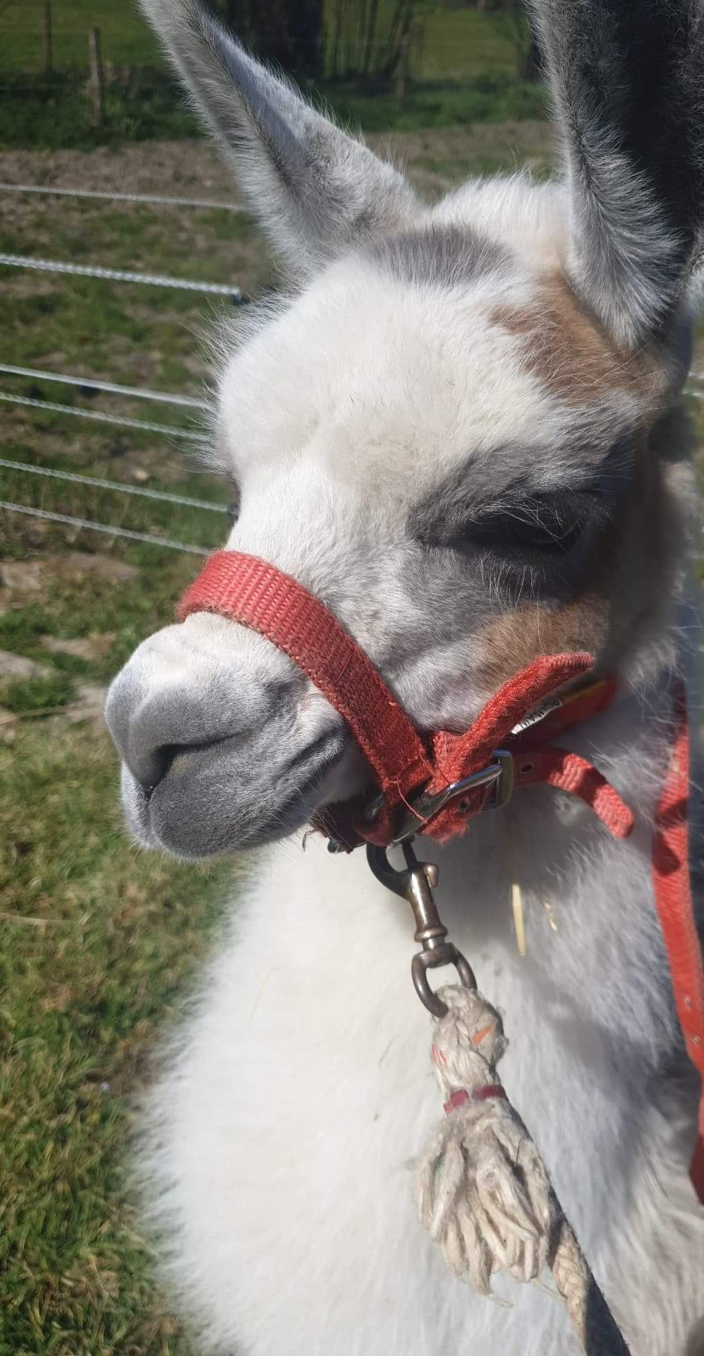 Pablo  le Lama