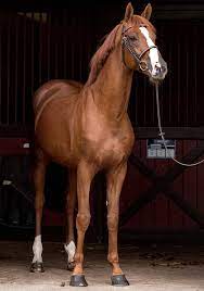 Candy de Nantuel (SF) X Coreva Delongchamp (AQPS), poulain à naitre en Juillet 2022