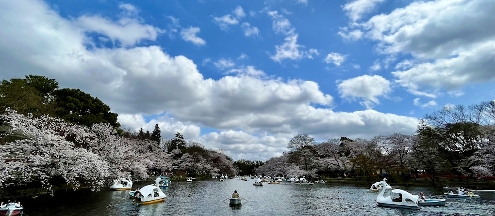 満開の桜＠井の頭恩師公園