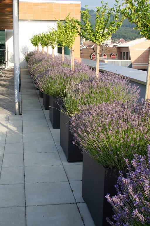 Terrassenbepflanzung Arkadis  |  Olten