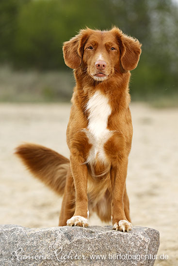 Fuchsähnlicher Hund