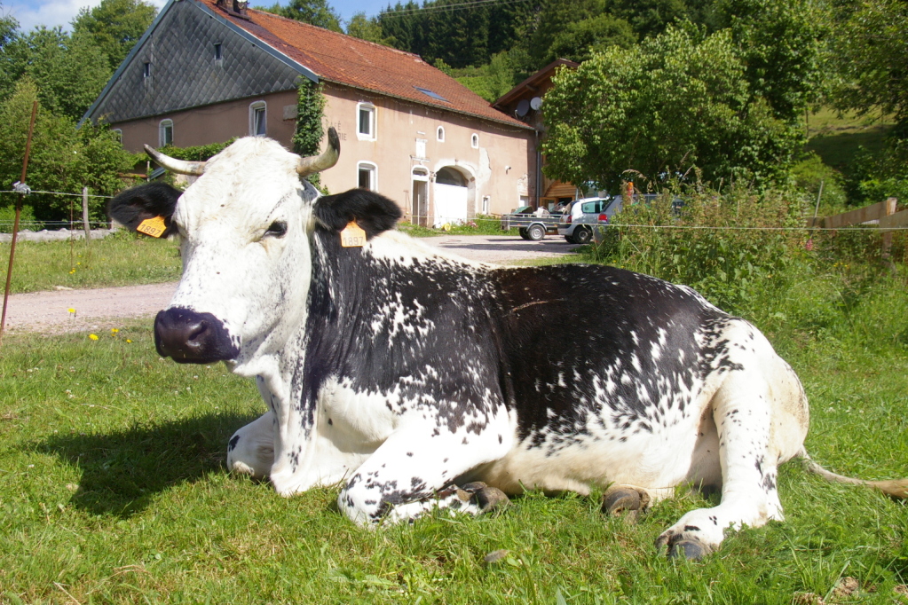La race bovine Vosgienne