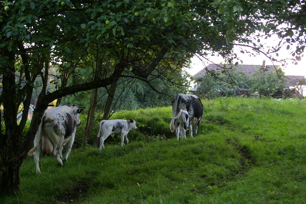 les vaches vosgiennes autour de la ferme