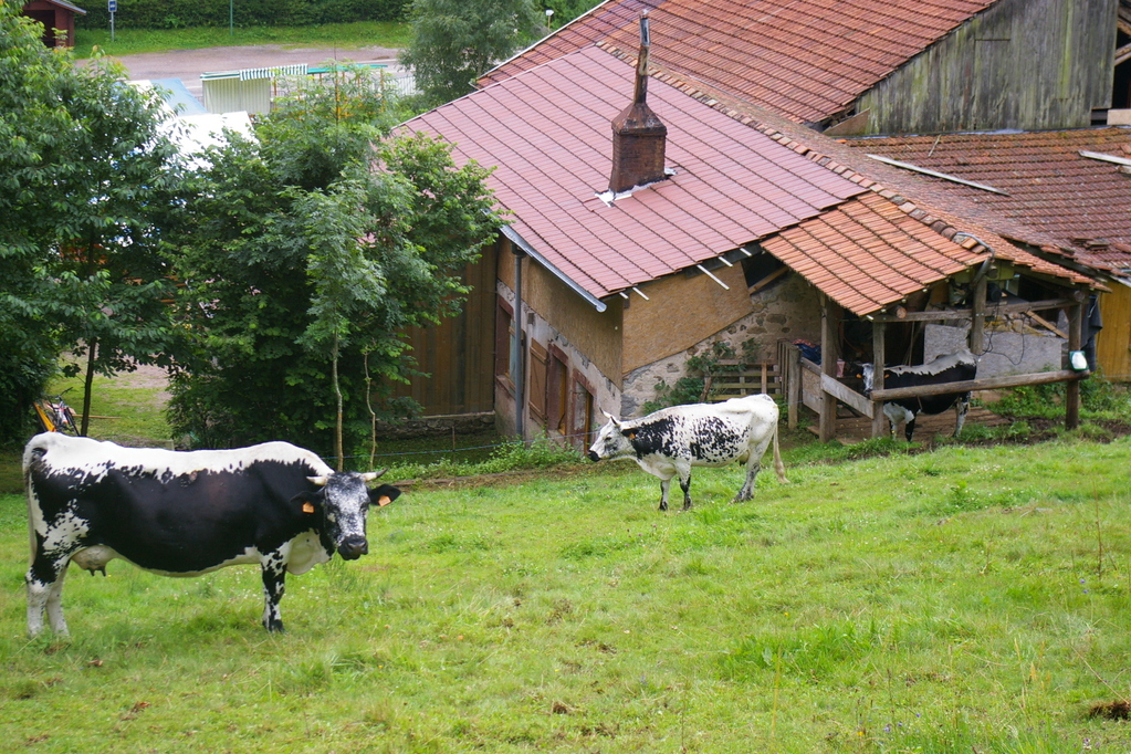 le derrière du gîte