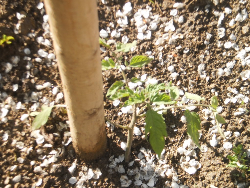 Tomaten (Tomates) gesetzt am 31.März 2012