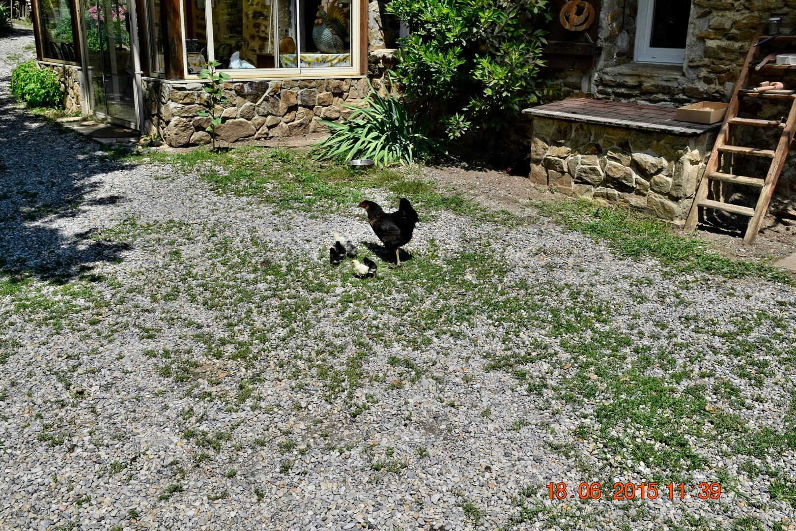 Huhn mit ihren Küken