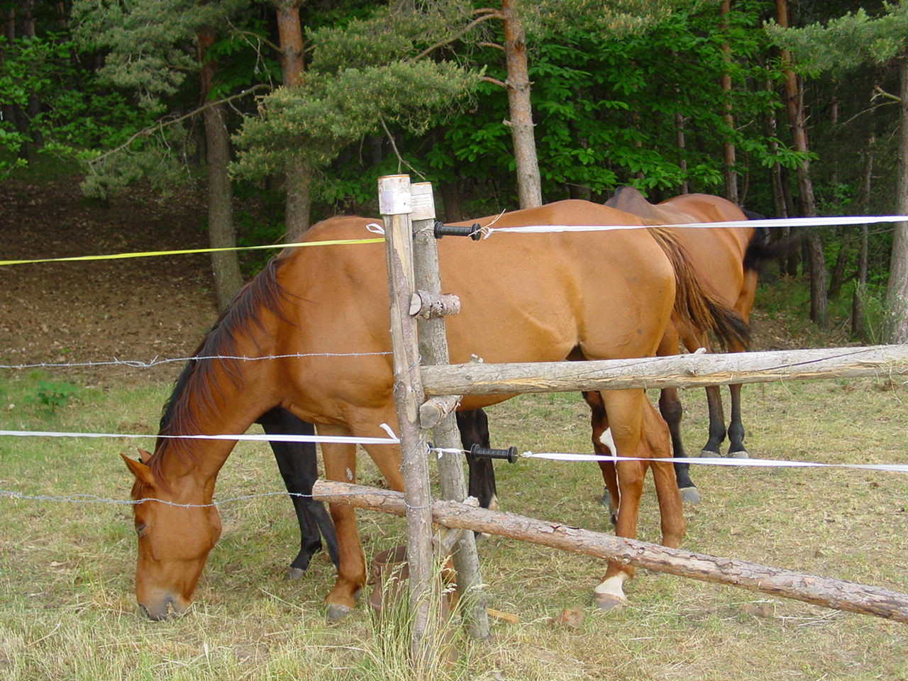 Die andern Pferde sind auf der Nachbarsweide