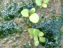 イシクラゲ 藍藻 Gartchen ページ イシクラゲ 藍藻 Gartchen ページ