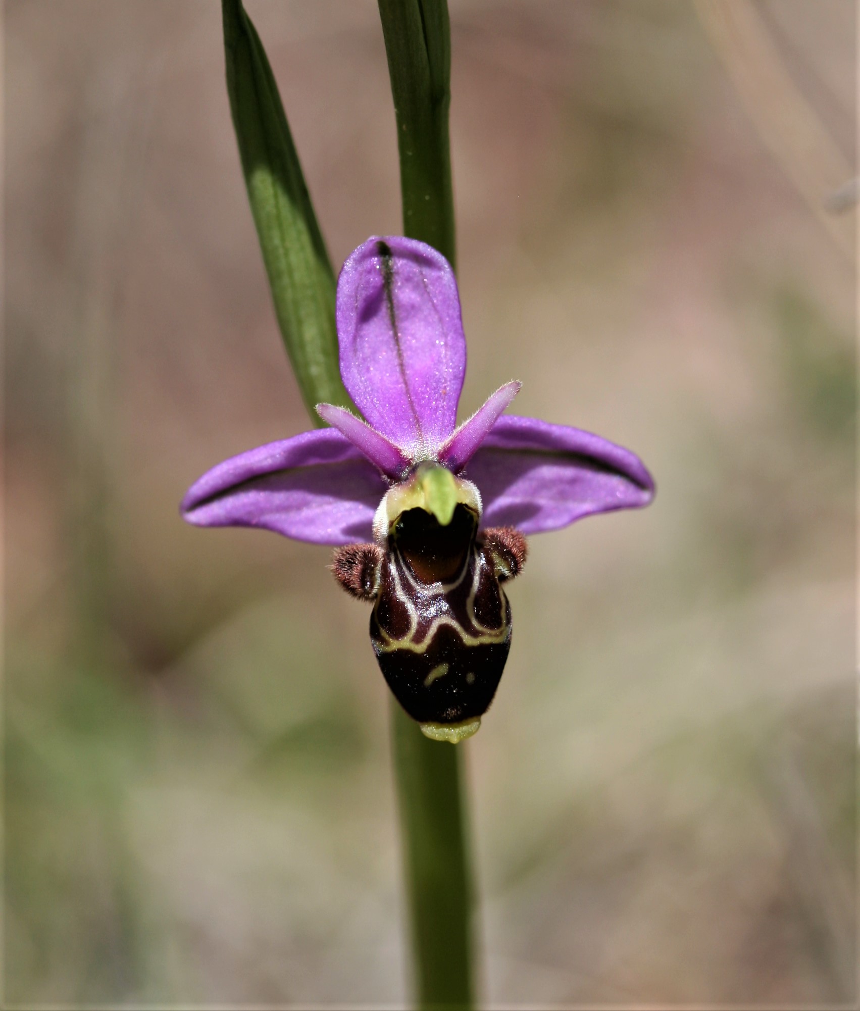 Ophrys scolopax Ophrys bécasse